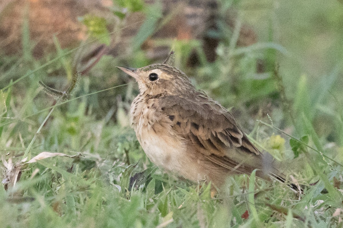 Paddyfield Pipit - ML623239663