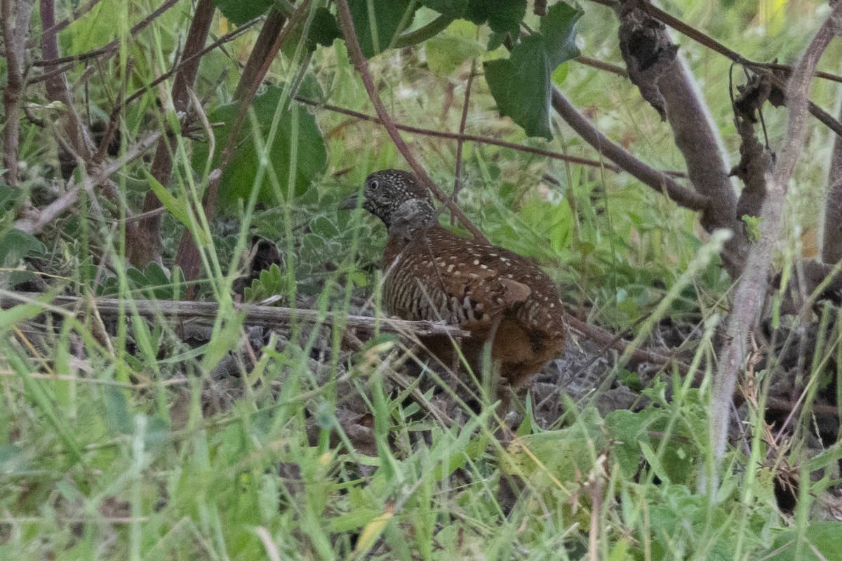Barred Buttonquail - ML623239675