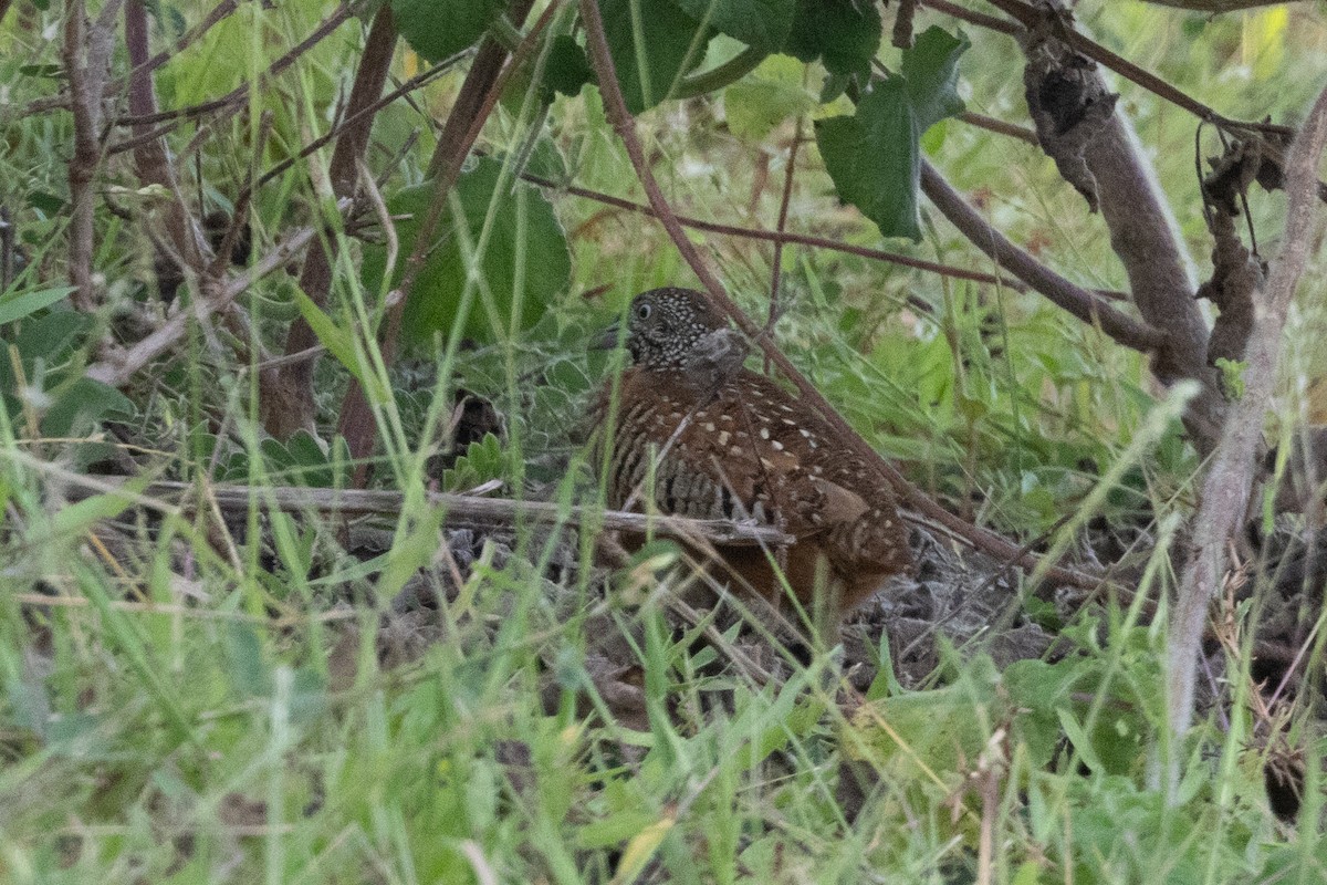 Barred Buttonquail - ML623239676
