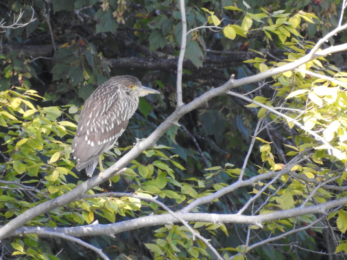 Black-crowned Night Heron - Lucette lyons