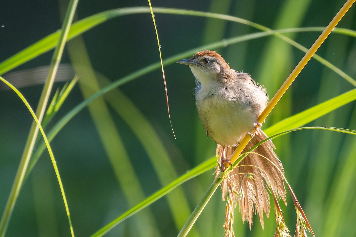 Tawny Grassbird - ML623239722