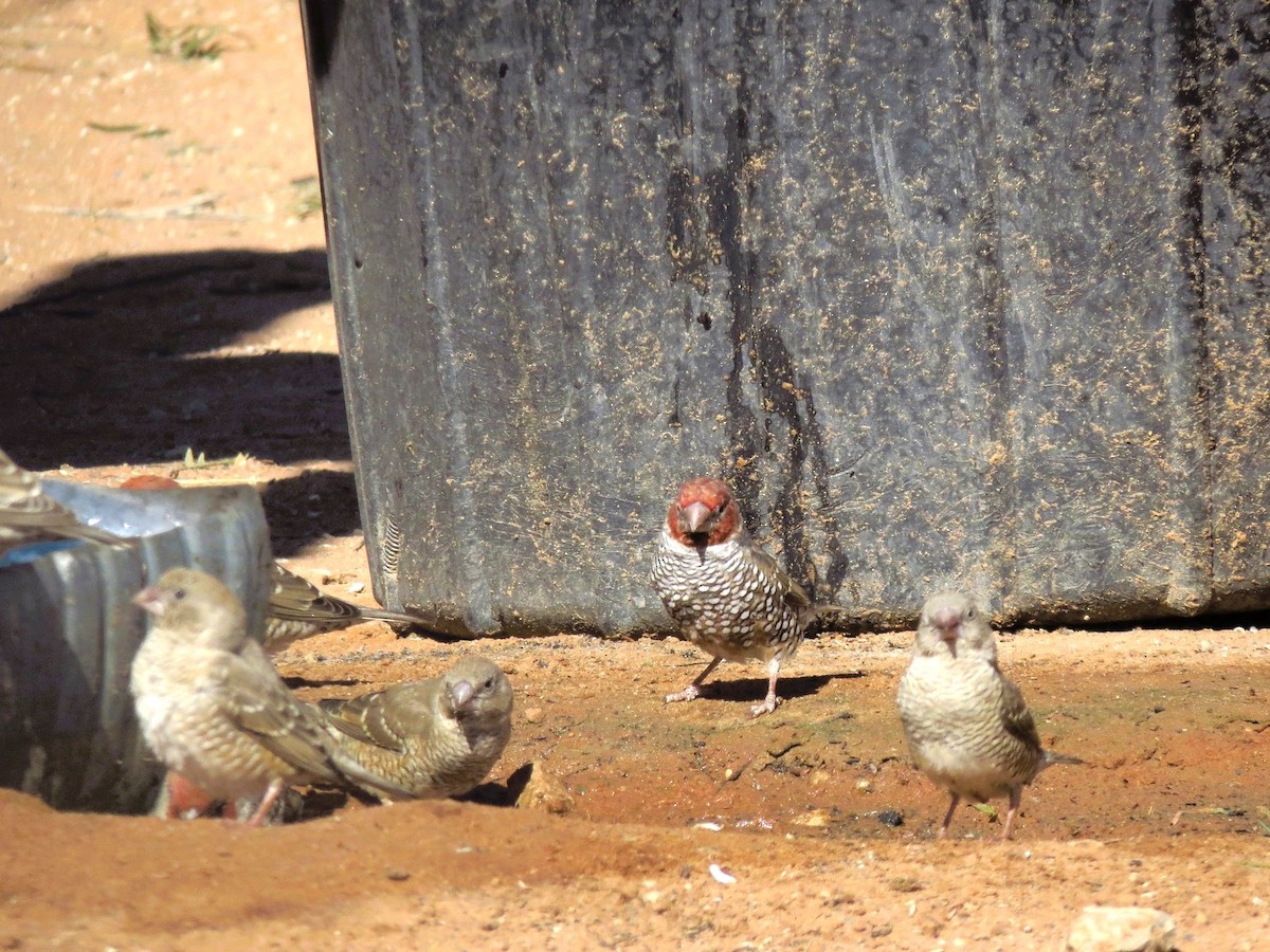 Red-headed Finch - ML623239770