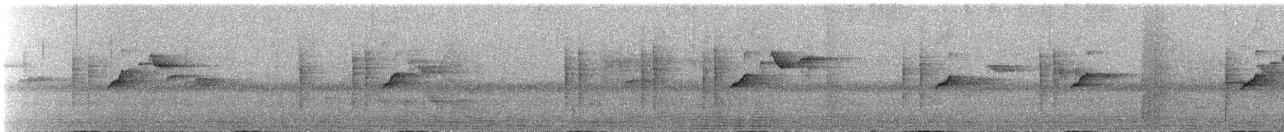 Elminie à ventre blanc (albiventris) - ML623239790