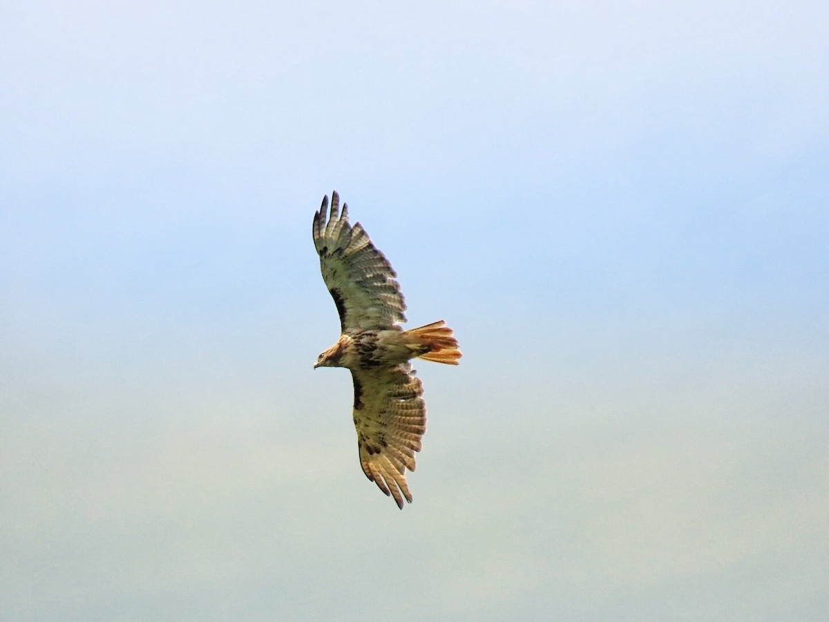 Red-tailed Hawk - ML623239792