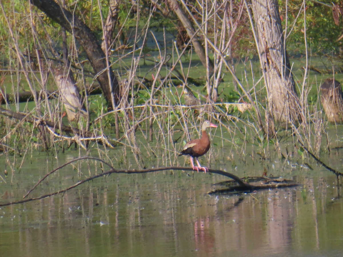 Black-bellied Whistling-Duck - ML623239818