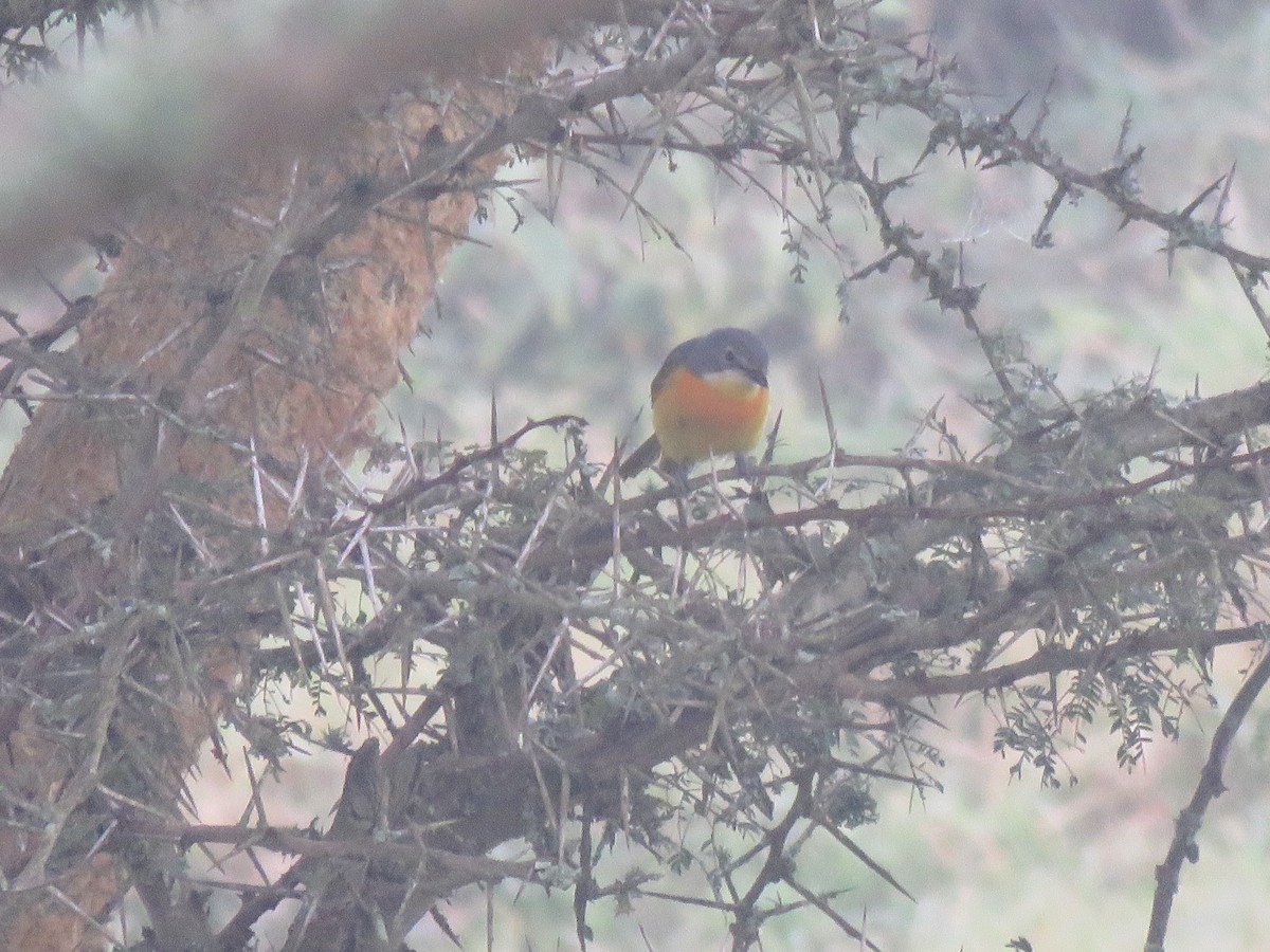 Sulphur-breasted Bushshrike - Beniamino Tuliozi