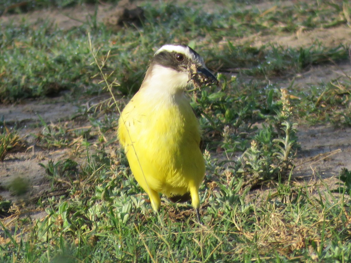 Great Kiskadee - ML623239834