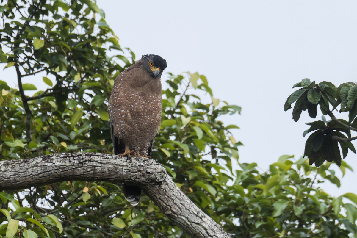 Crested Serpent-Eagle (Crested) - ML623239850