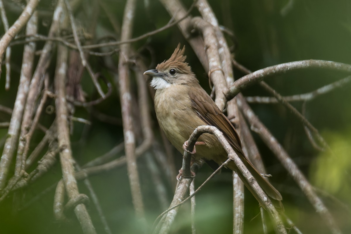 Ochraceous Bulbul - ML623239856