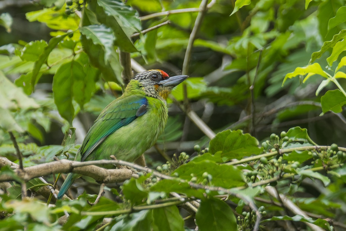 barbet žlutohrdlý (ssp. ramsayi) - ML623239864