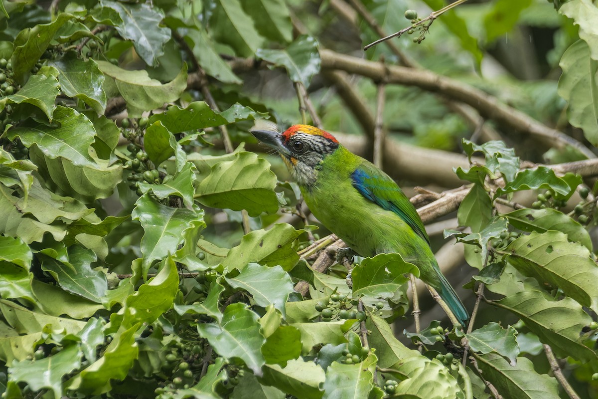 barbet žlutohrdlý (ssp. ramsayi) - ML623239865