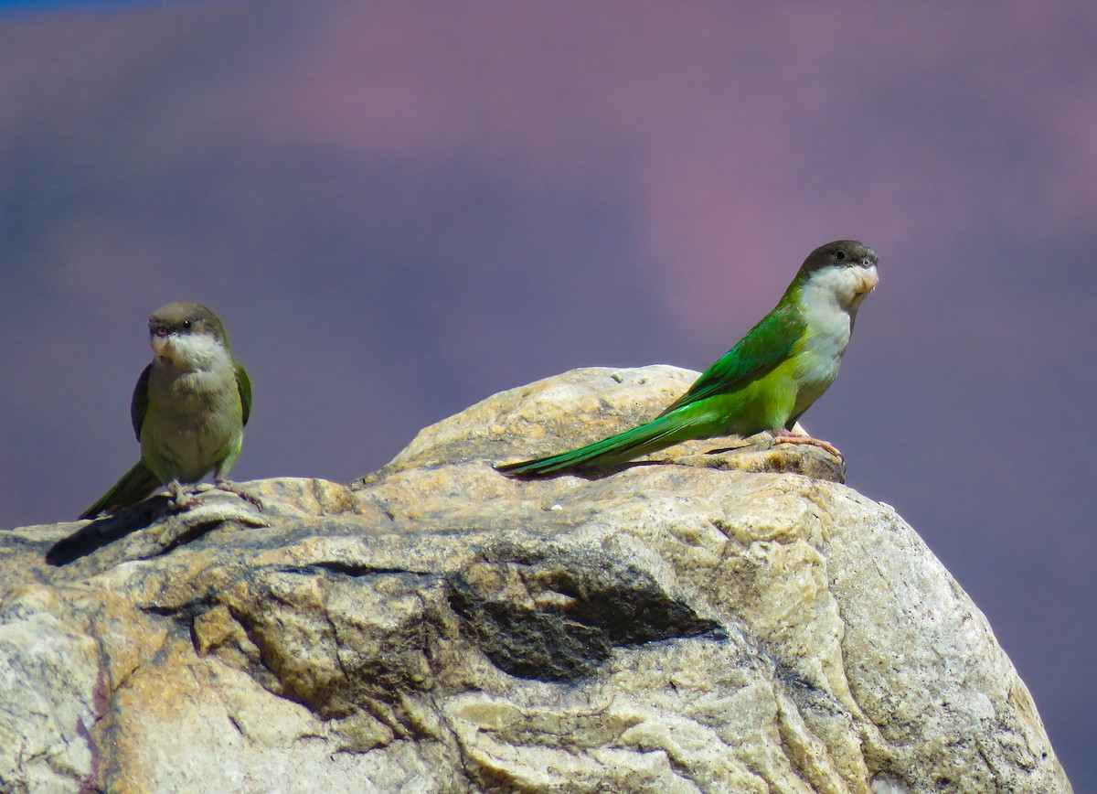 Gray-hooded Parakeet - ML623239866