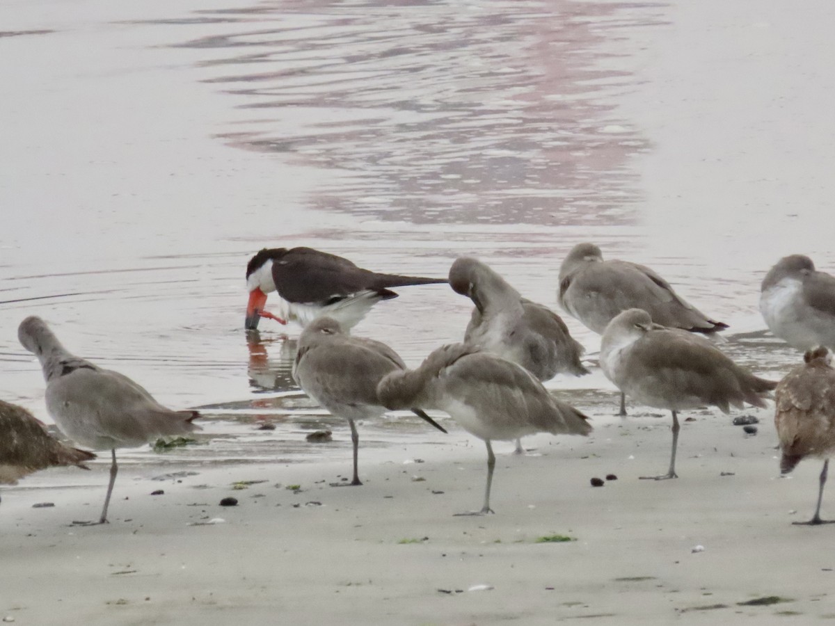 Black Skimmer - ML623239867