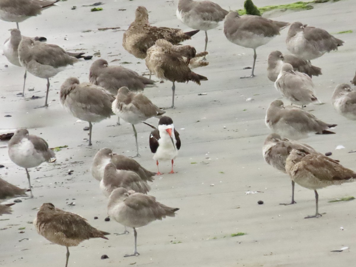 Black Skimmer - ML623239868