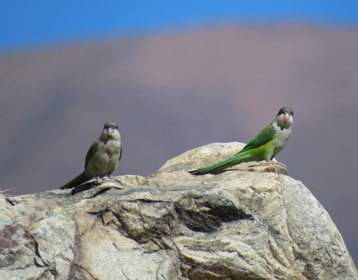 Gray-hooded Parakeet - ML623239871