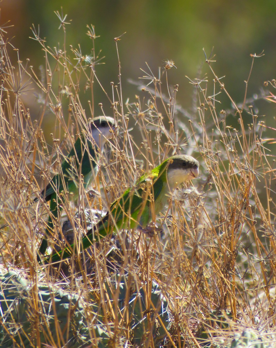 Gray-hooded Parakeet - ML623239872