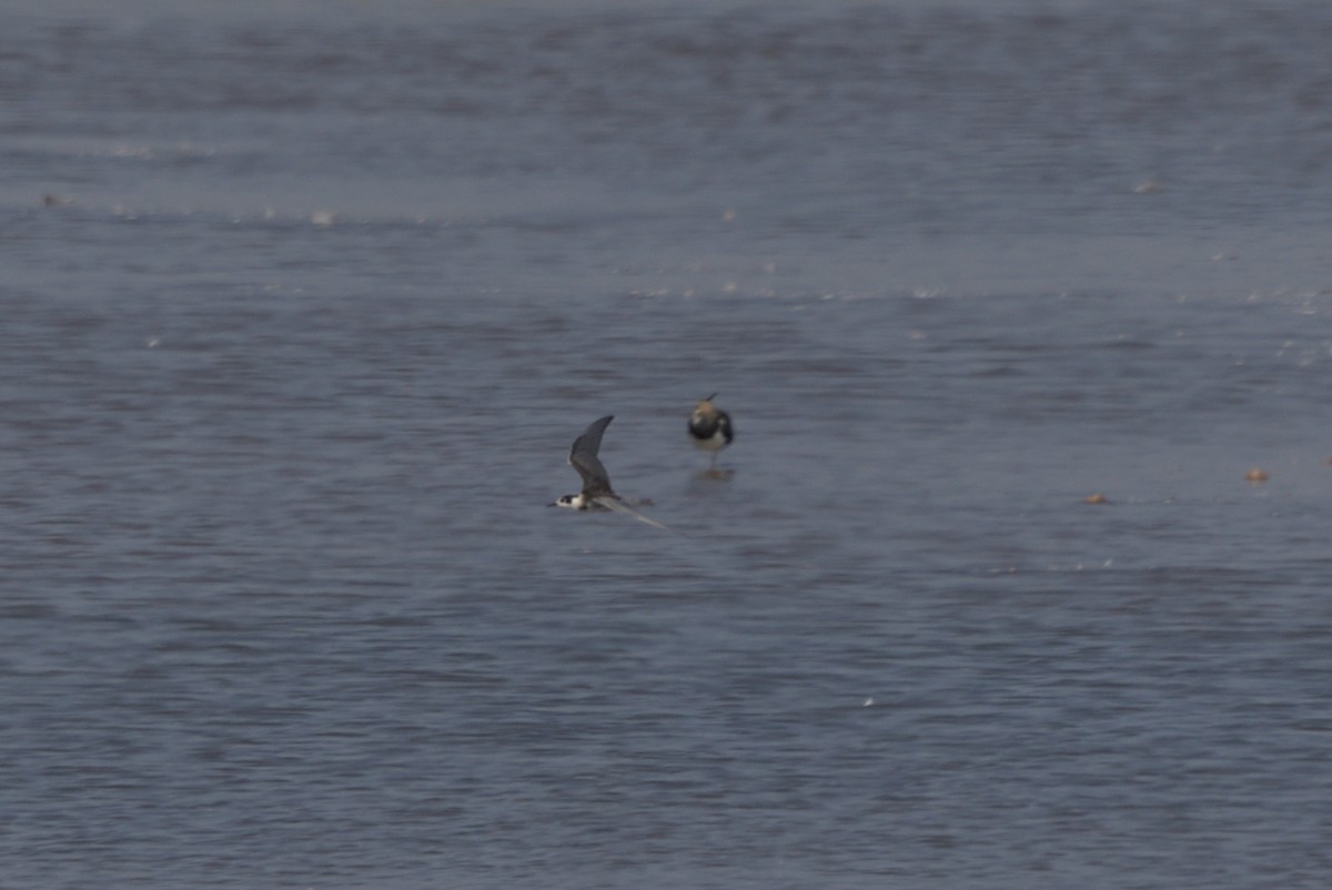 Black Tern - ML623239879