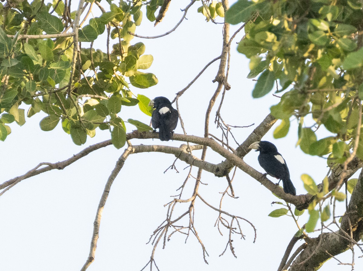 Black-breasted Barbet - Anne Heyerly