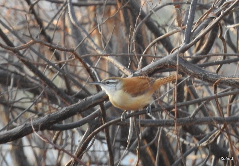 Long-billed Wren - ML623239897