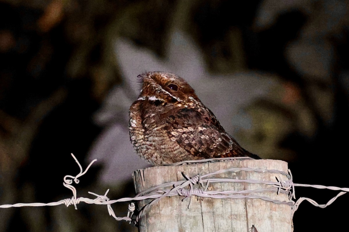 Fiery-necked Nightjar - Adam Dudley