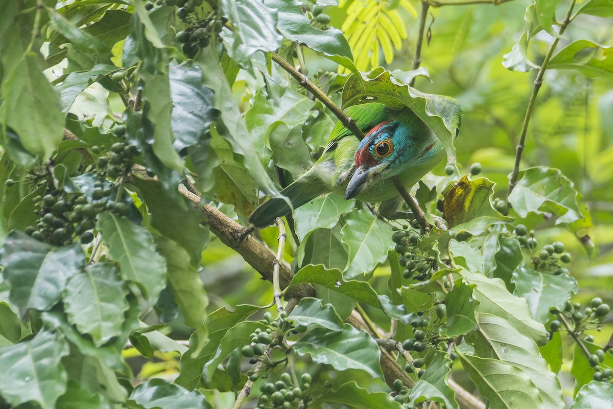 Blue-throated Barbet (Blue-crowned) - ML623239937