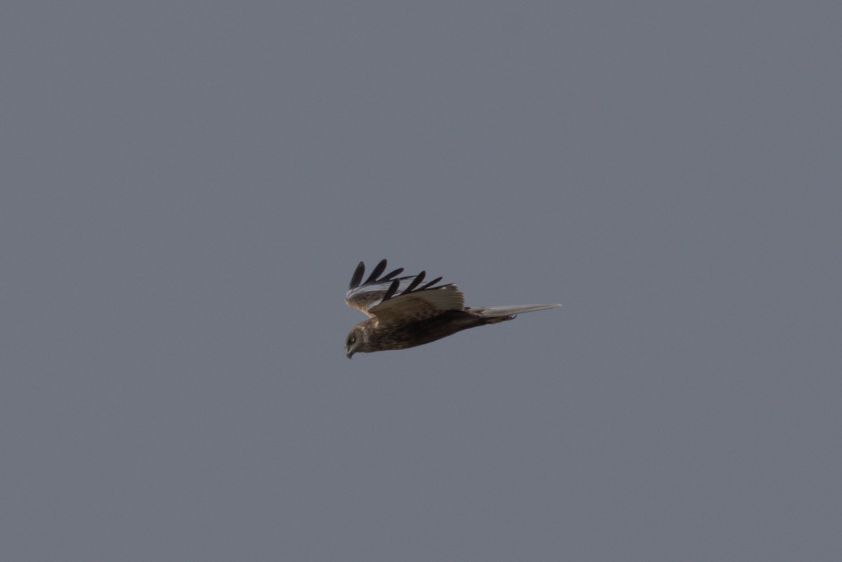 Western Marsh Harrier - Roland Pfeiffer