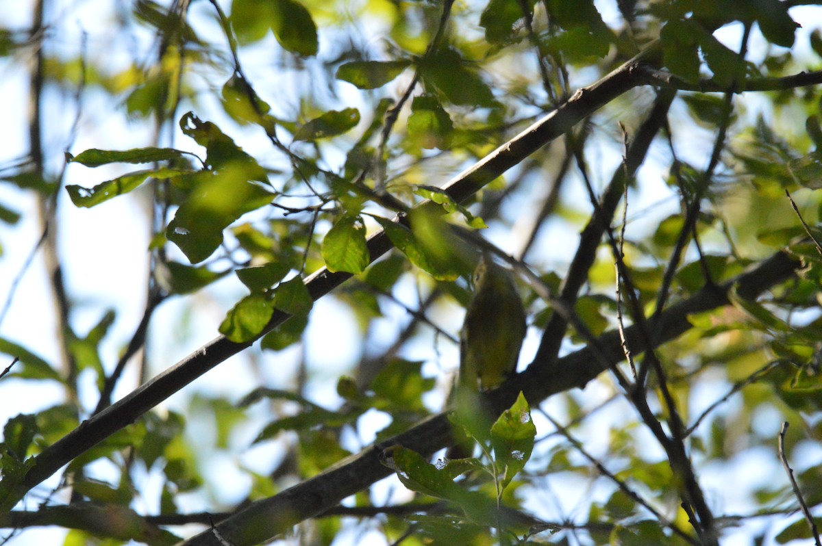 Yellow-bellied Flycatcher - John Mitchell