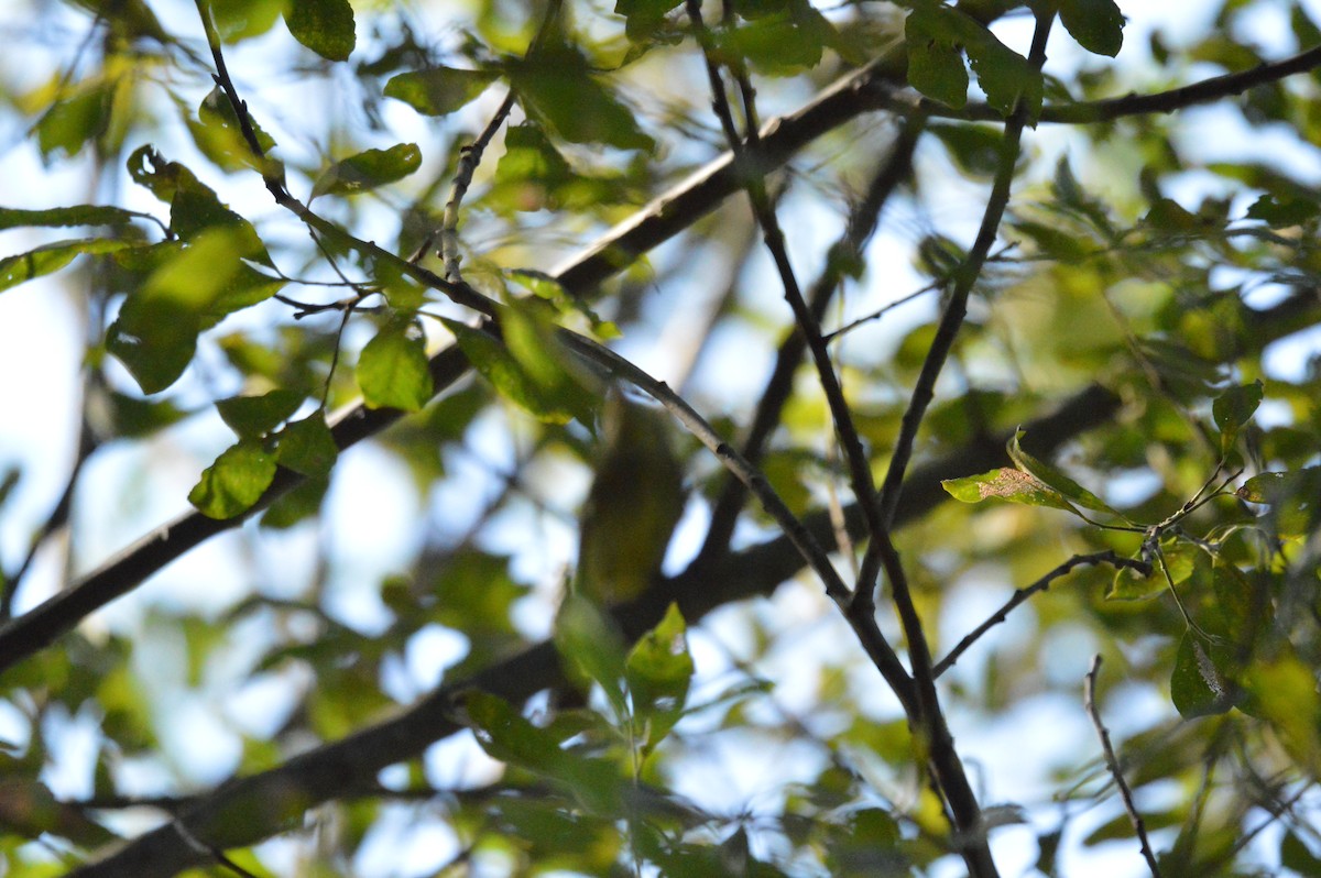 Yellow-bellied Flycatcher - ML623239990