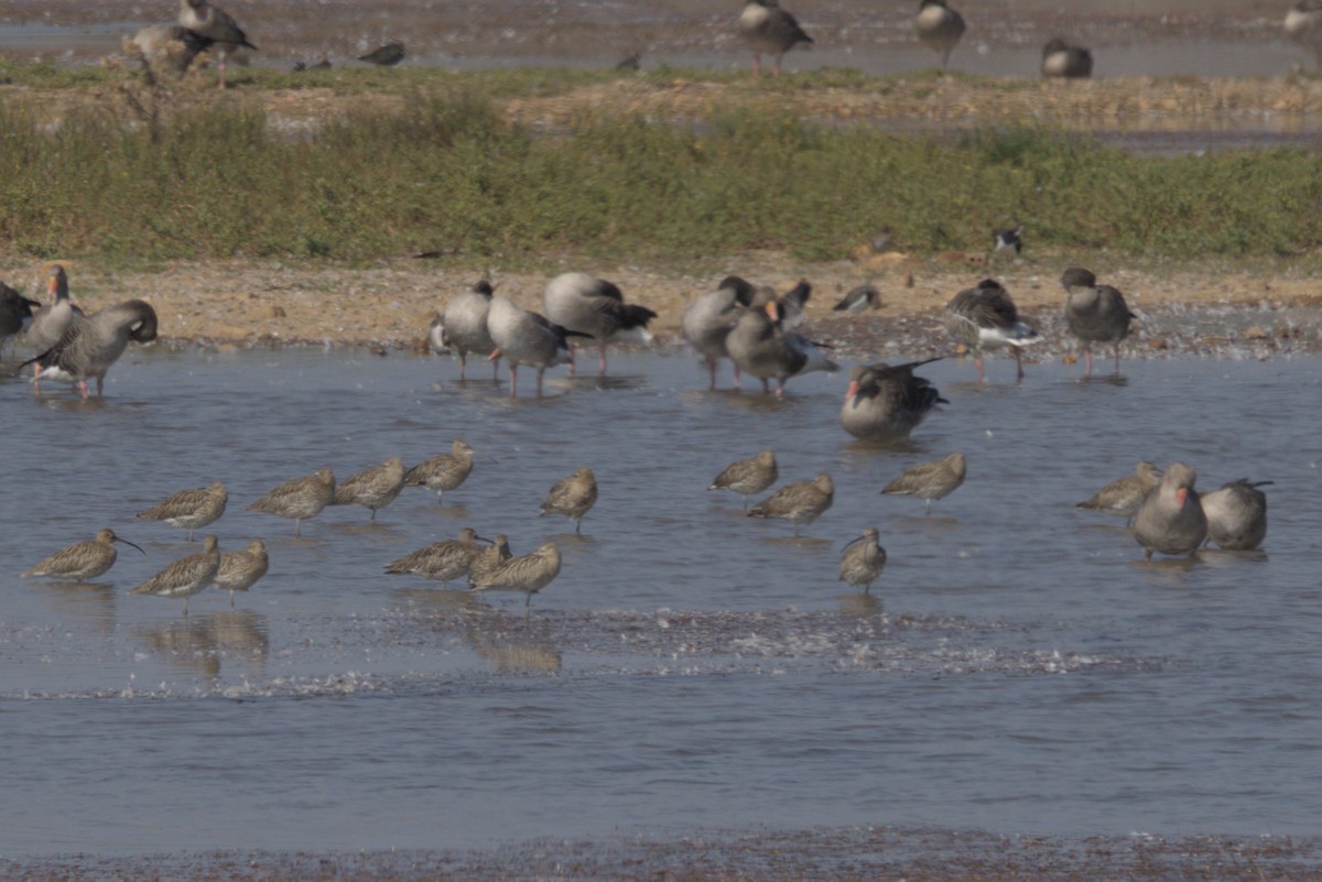 Eurasian Curlew - ML623240005