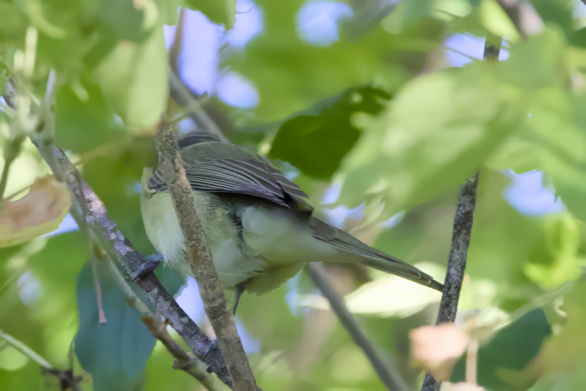 Philadelphia Vireo - ML623240014