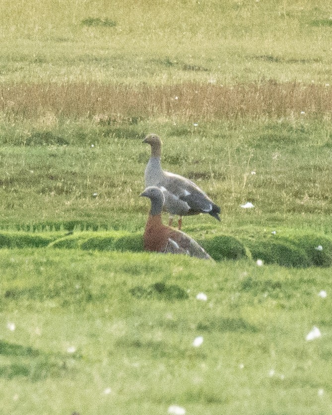 Ruddy-headed Goose - ML623240019