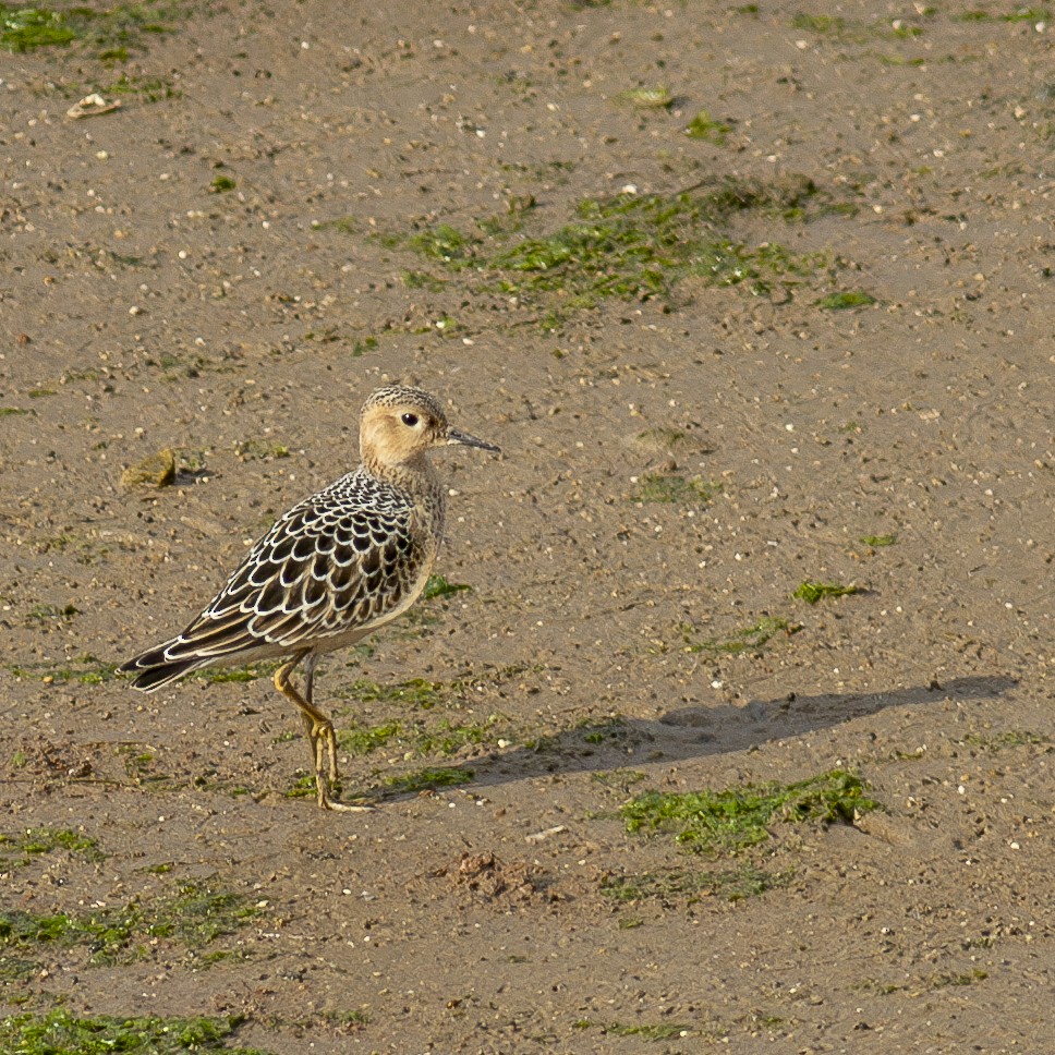 Buff-breasted Sandpiper - ML623240065