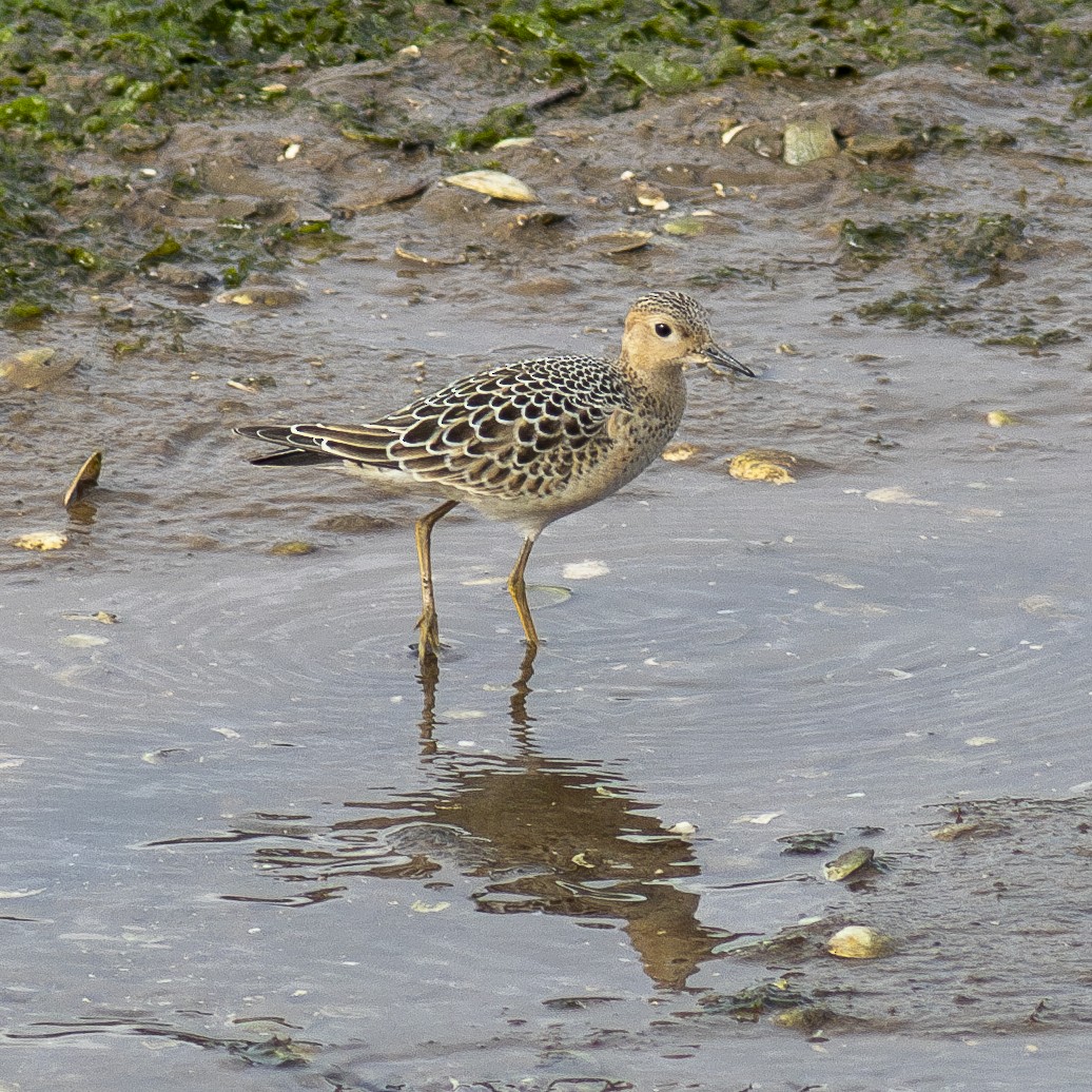 Buff-breasted Sandpiper - ML623240066