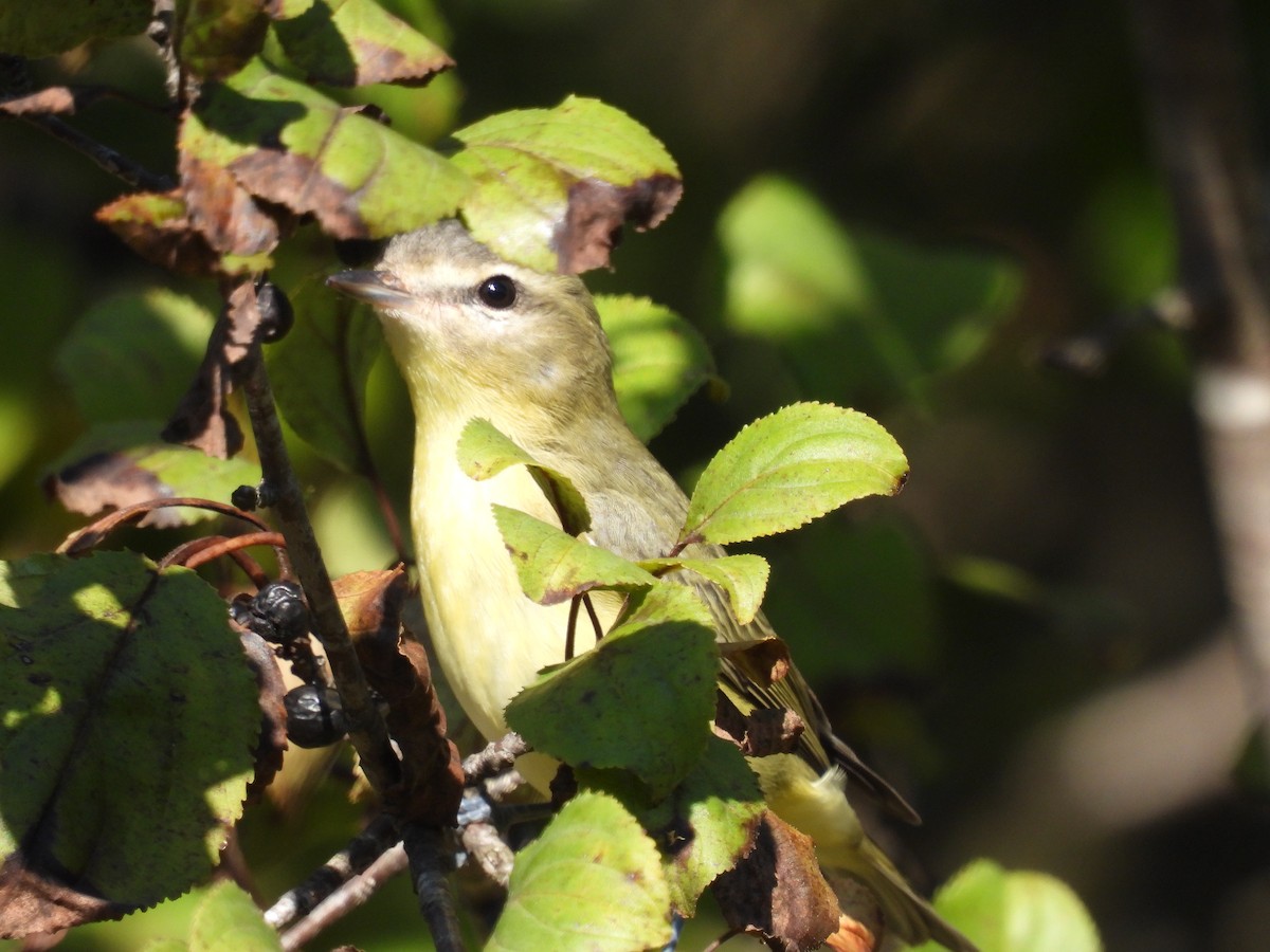 Philadelphia Vireo - ML623240073