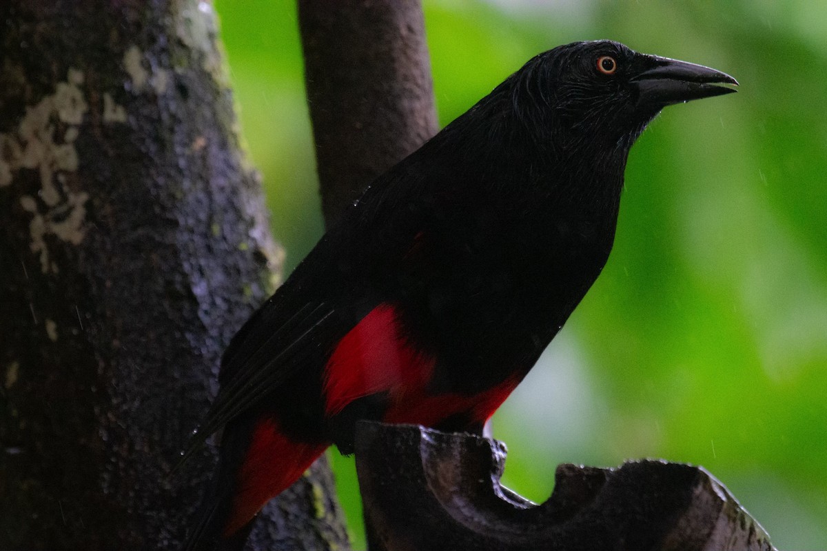 Red-bellied Grackle - ML623240113