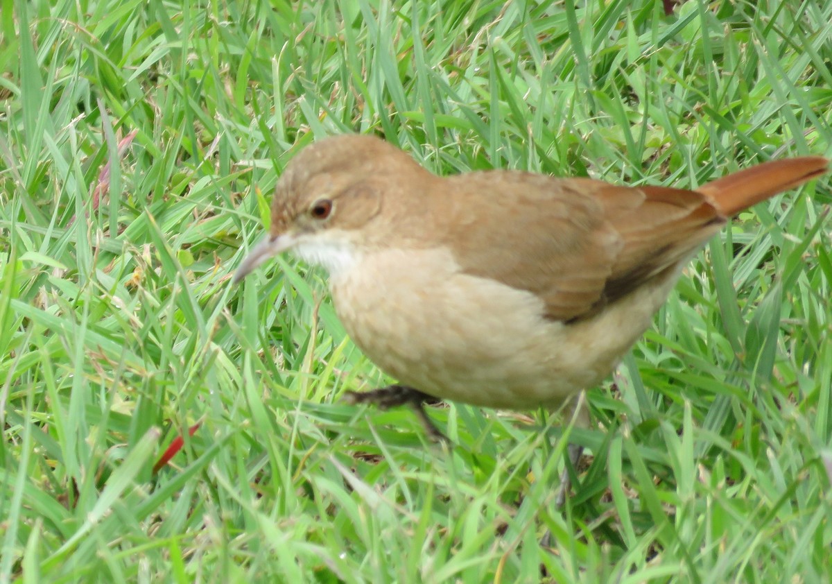Rufous Hornero - ML623240126