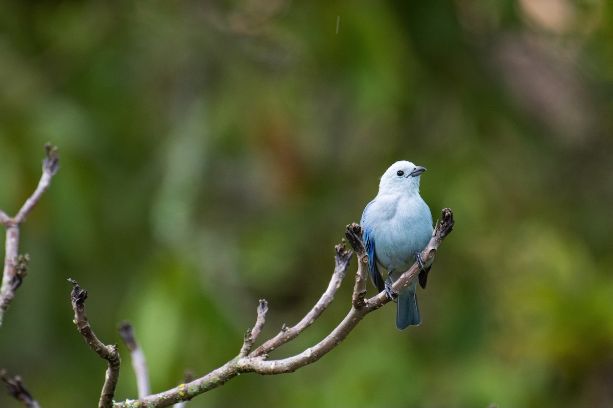 Blue-gray Tanager (Blue-gray) - ML623240149