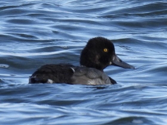 Greater/Lesser Scaup - Richard Lott