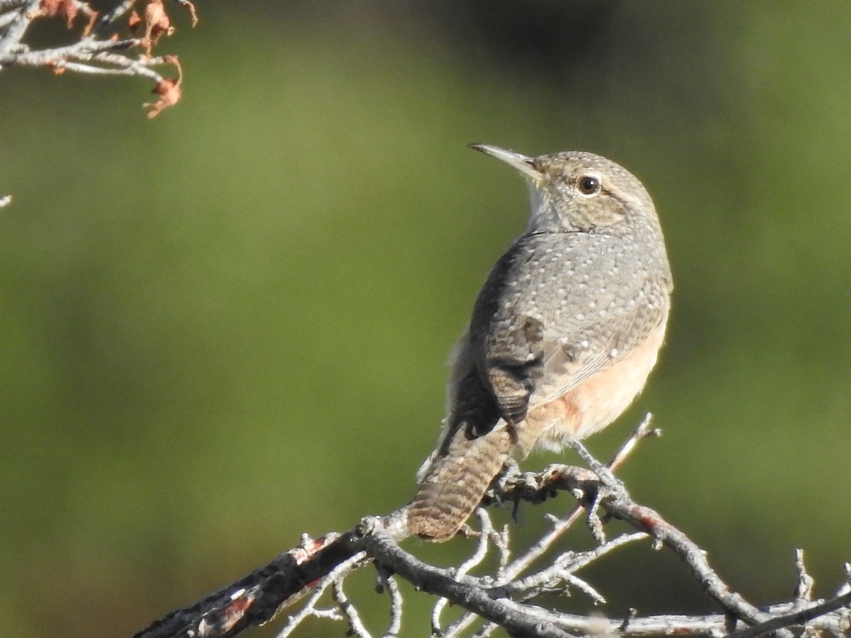 Rock Wren - ML623240209