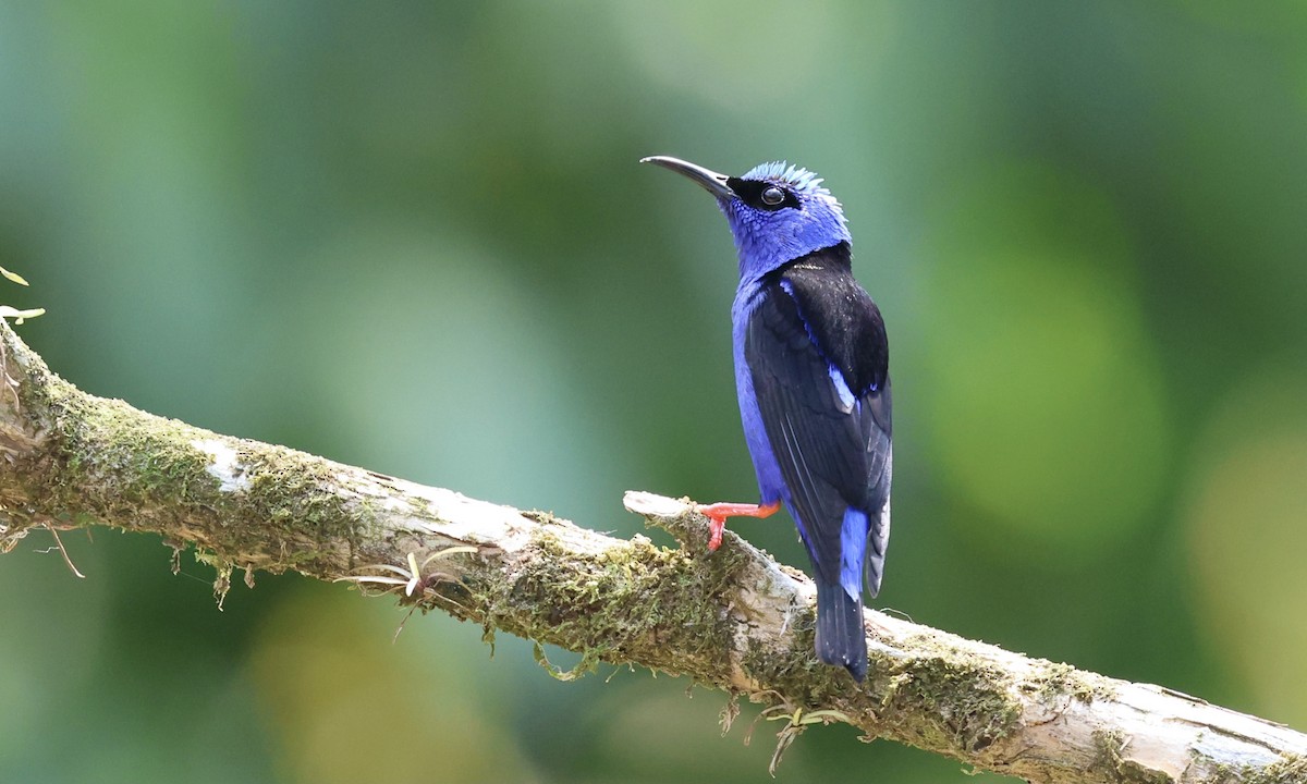 Red-legged Honeycreeper - ML623240216