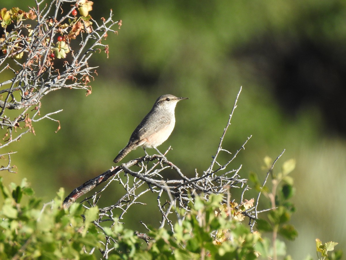 Rock Wren - ML623240217