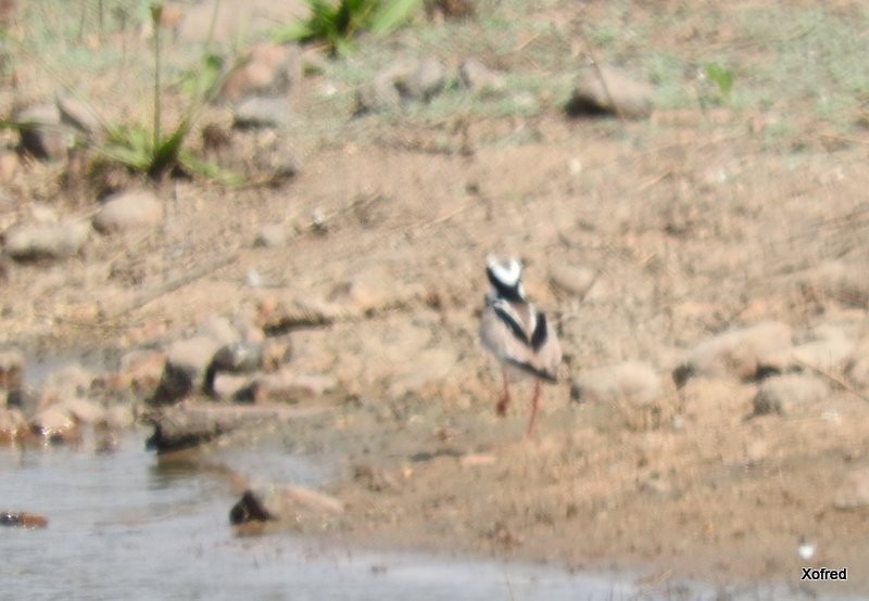 Pied Plover - ML623240231