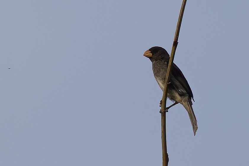 Gray Seedeater - ML623240234