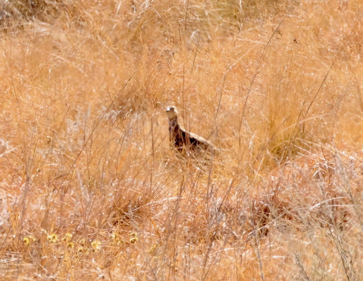 Red-winged Francolin - ML623240253