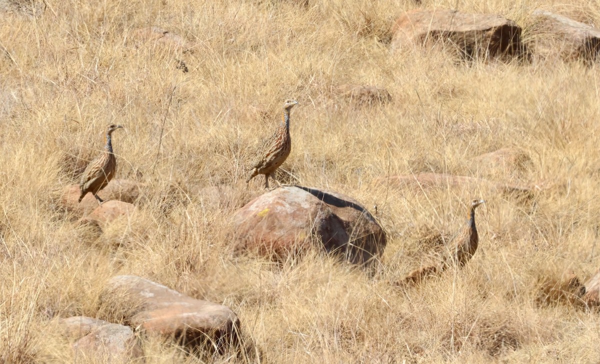 Red-winged Francolin - Adam Dudley