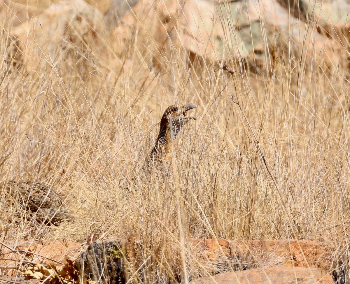 Gray-winged Francolin - ML623240256