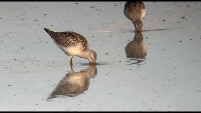 Stilt Sandpiper - ML623240299