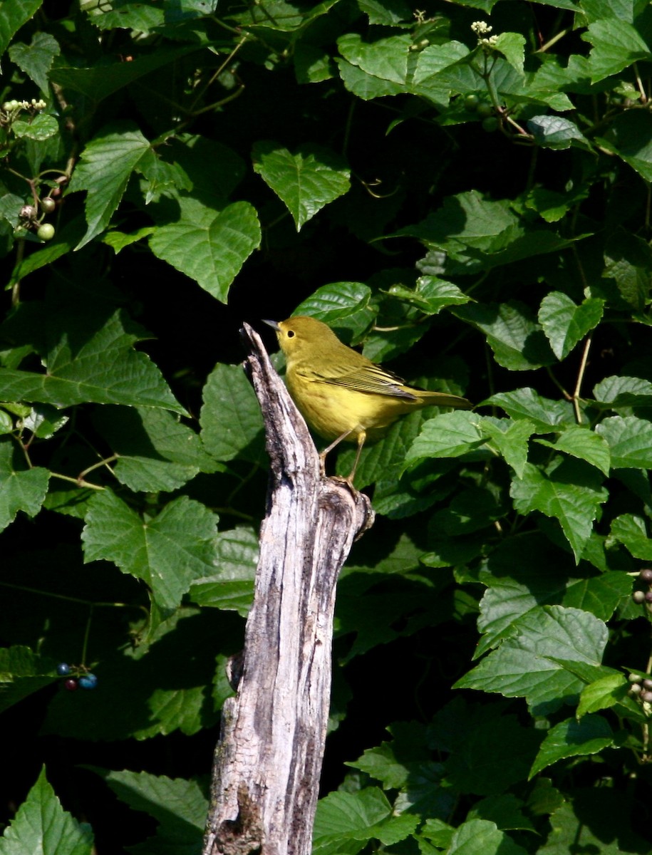 Yellow Warbler - ML623240345