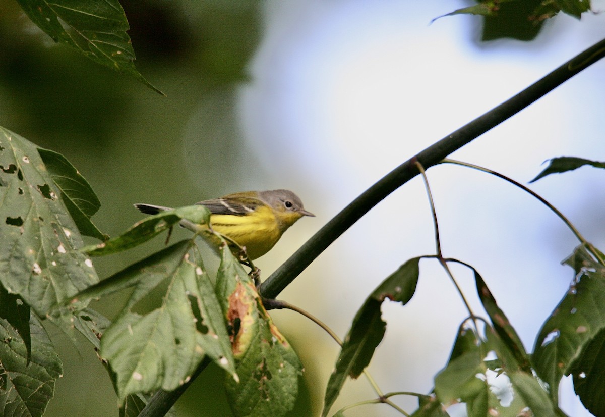 Magnolia Warbler - ML623240355