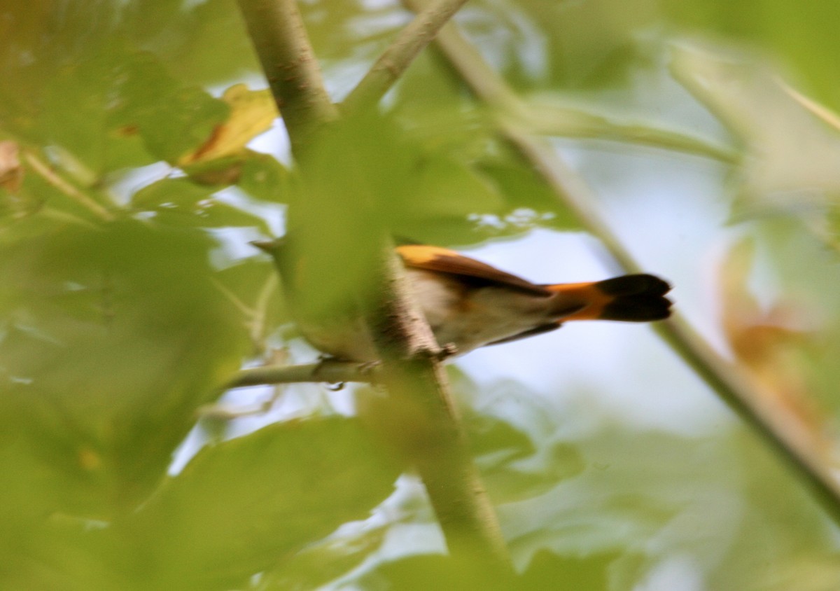 American Redstart - ML623240375